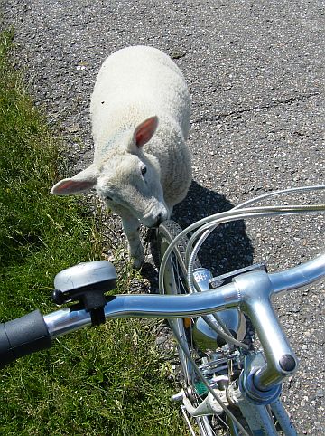 自転車のツアー
